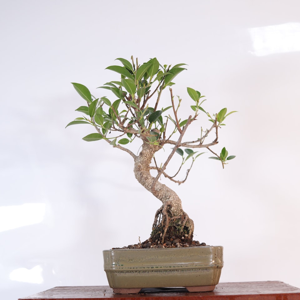 image 1 of Yorkshire Bonsai Ficus Microcarpa (Banyan Fig) Indoor Bonsai Tree Shaped In 16cm Pot
