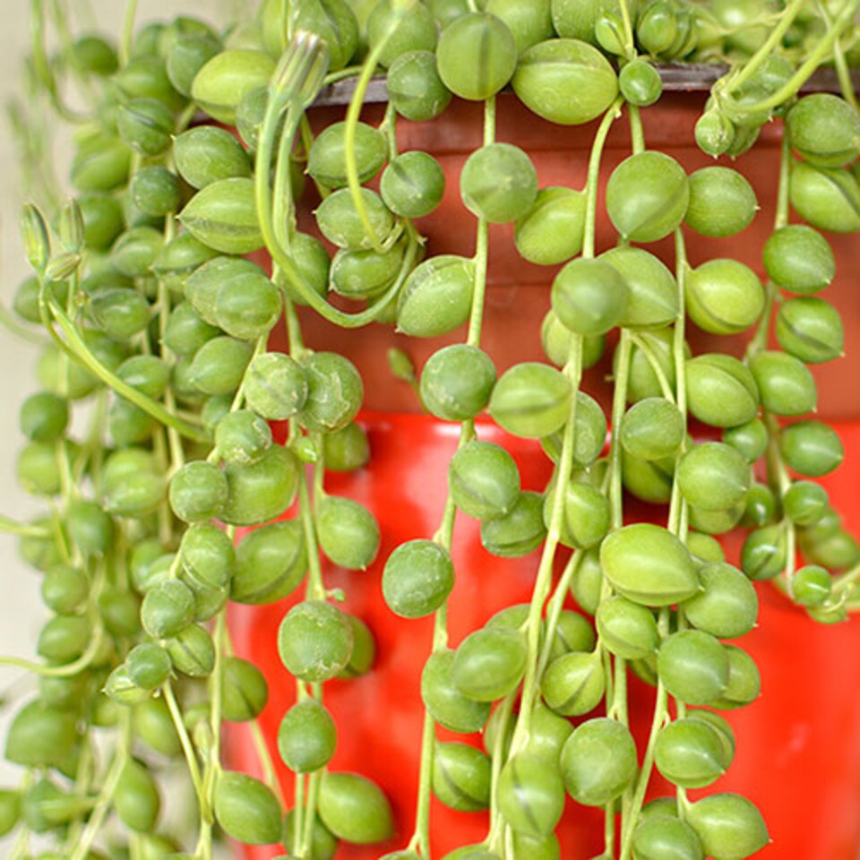 image 1 of YouGarden String of Beads Houseplant, Senecio herreanus, Tropical Trailing Indoor Plant in 6cm Pot, For Home, Office or Living Room