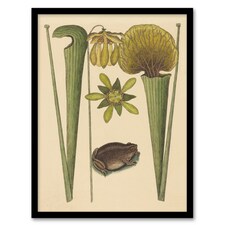 Land Frog and Sarracenia Pitcher Plant Catesby Framed Wall Art Print 12X16"