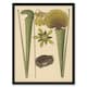 image 1 of Land Frog and Sarracenia Pitcher Plant Catesby Framed Wall Art Print 12X16"