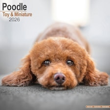 Toy & Miniature Poodle  2026 Calendar | Square Wall Calendar | Dog Breed Gift | Plastic Free Packaging | by Avonside Publishing