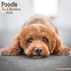 image 1 of Toy & Miniature Poodle  2026 Calendar | Square Wall Calendar | Dog Breed Gift | Plastic Free Packaging | by Avonside Publishing