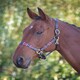image 3 of Shires Blenheim Leather Polo Headcollar Blue | Colour: Purple/Natural/Navy
Size: Full