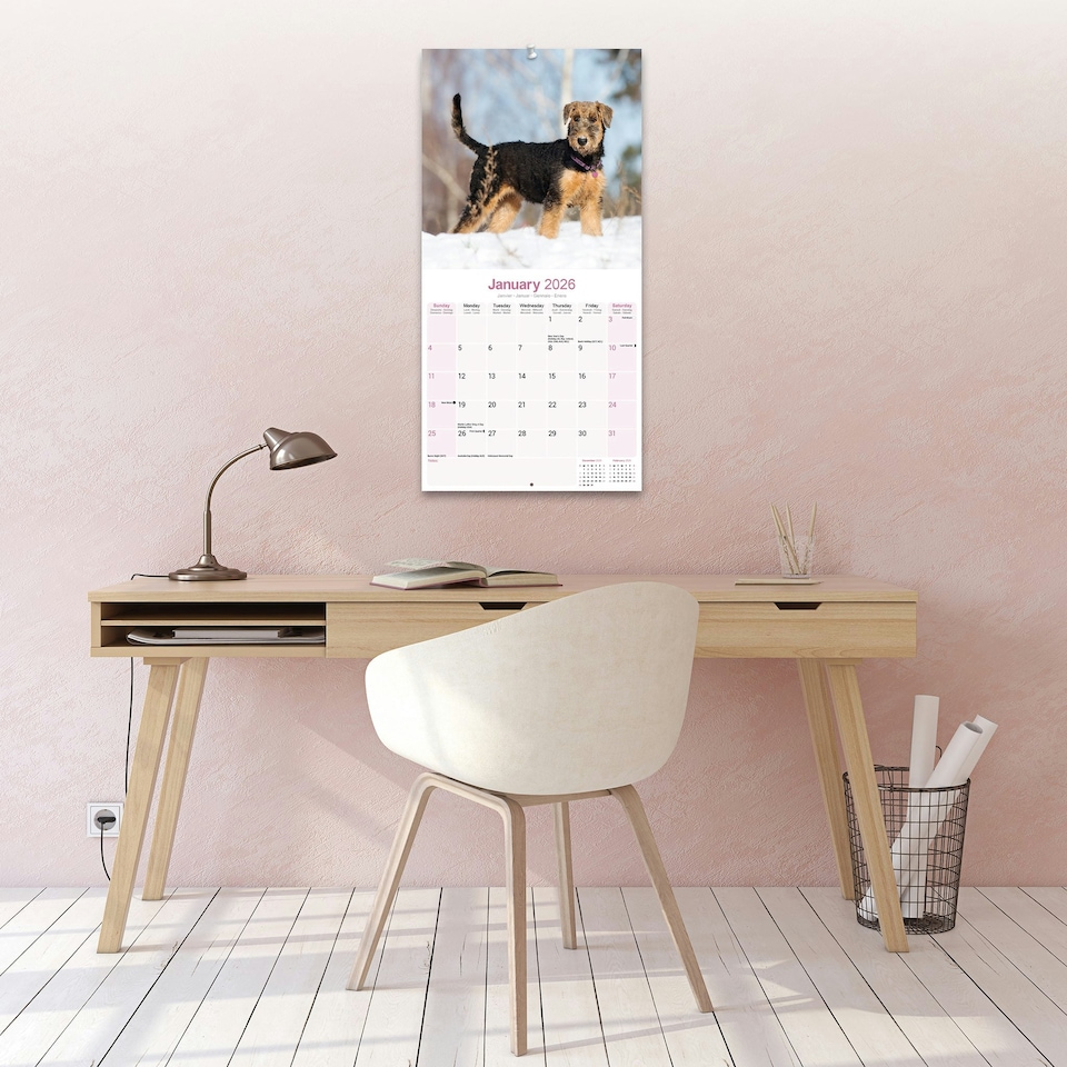 image 1 of Airedale 2026 Calendar | Square Wall Calendar | Dog Breed Gift | Plastic Free Packaging | by Avonside Publishing