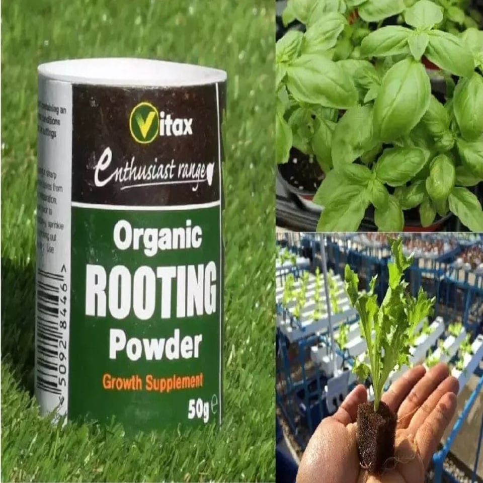 image 1 of Vitax® Organic Rooting Powder 50 g