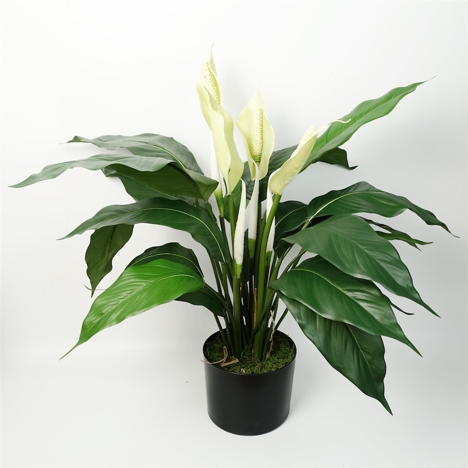 image 1 of Artificial Peace Lily White Spathiphyllum