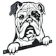image 1 of Black Metal Peeking Bulldog Silhouette with Fixing Plate Garden Ornament Gift