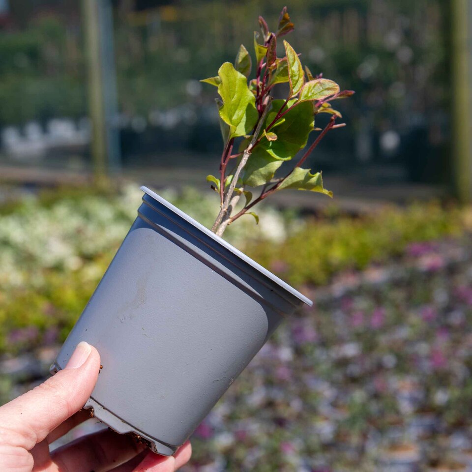 image 1 of Marshalls Garden Syringa 'Flowerfesta Pink' - Dwarf Lilac, 3 x 9cm Pots