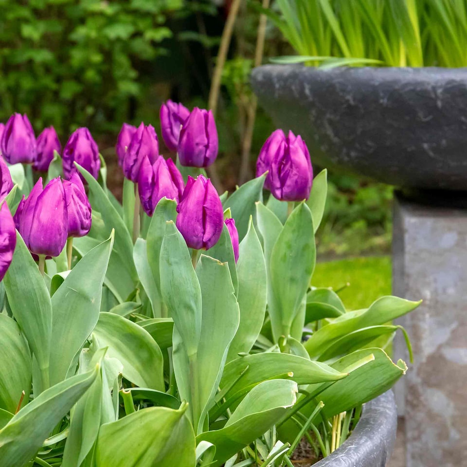 image 1 of Marshalls Garden Tulip Bulbs 'Purple Prince' – 10 Bulbs, Early-Flowering Purple Tulips