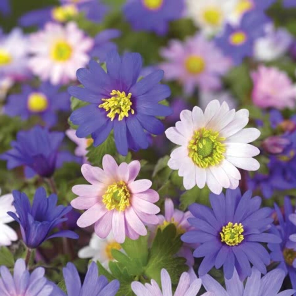 image 1 of Marshalls Garden Anemone Corms 'Blanda Mixed' 50 Corm Pack