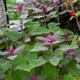 image 1 of Marshalls Garden Tree Spinach Plant 1 x 1 litre