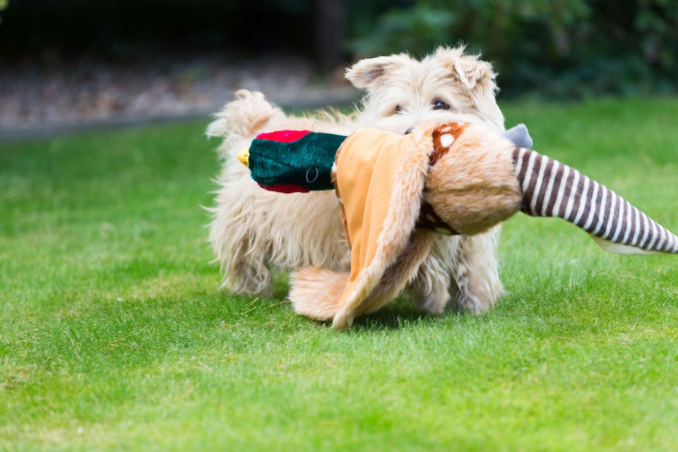 image 1 of Plush Pheasant - Extra Large