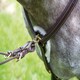 image 5 of Shires Salisbury Five Point Breastplate Brown | Size: X-Full
Colour: H.Brown
