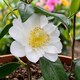 image 3 of Carbeth Plants Camellia Plant Silver Anniversary in 3L Pot - Flowering Evergreen Shrub Hardy Outdoor Garden Ready Bush for Borders, Pots & Hedges