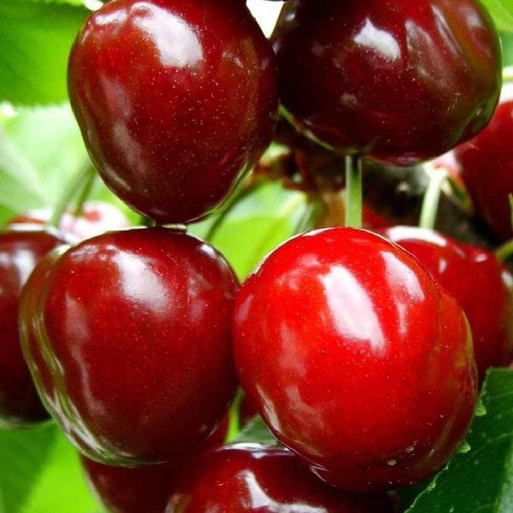 Direct Plants Dwarf Patio Sunburst Cherry Fruit Tree 3-4ft Supplied in a 5 Litre Pot in Green