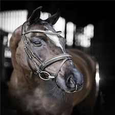 LeMieux Arika Dressage Bridle Black | Cob