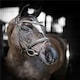 image 1 of LeMieux Arika Dressage Bridle Black | Cob