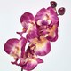 image 4 of Homescapes Set of 2 Artificial Burgundy & Cream Orchids in Stone Pots, 57 cm