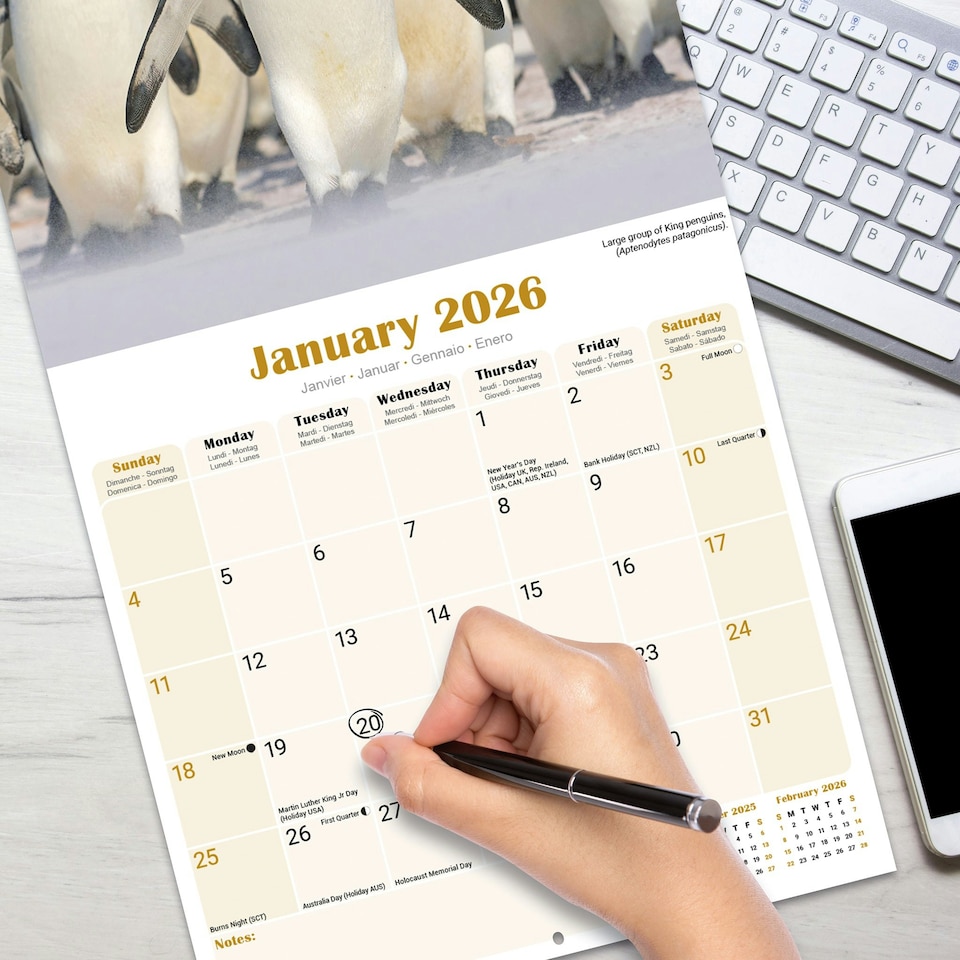 image 1 of Penguins 2026 Calendar | Square Wall Calendar | Animal Gift | Plastic Free Packaging | by Avonside Publishing