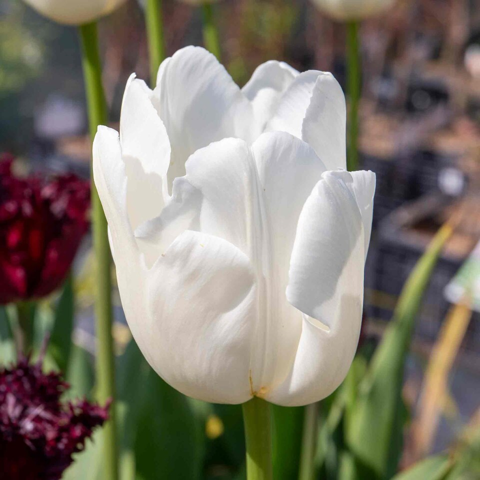 image 1 of Marshalls Garden Tulip Bulbs 'Clearwater' 10 Pack