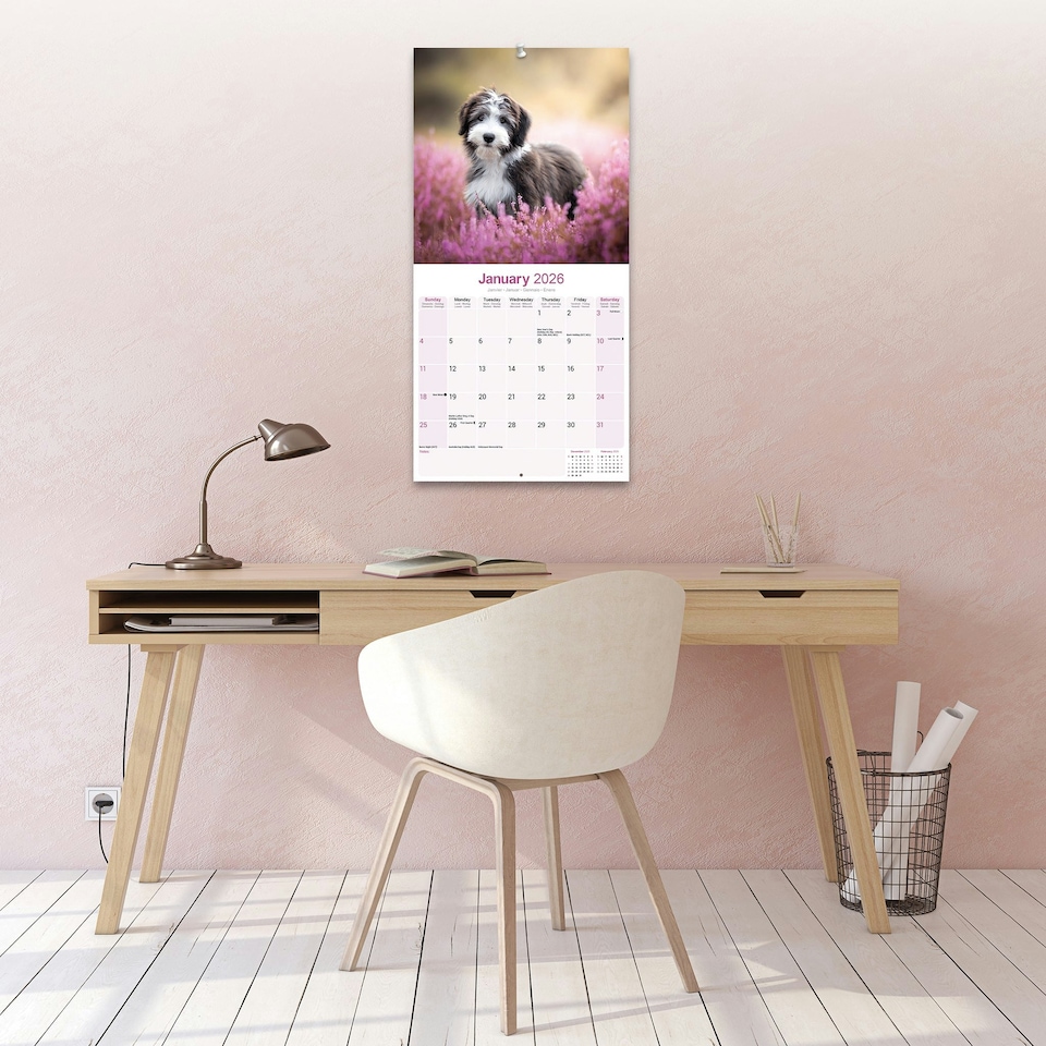 image 1 of Bearded Collie 2026 Calendar | Square Wall Calendar | Dog Breed Gift | Plastic Free Packaging | by Avonside Publishing
