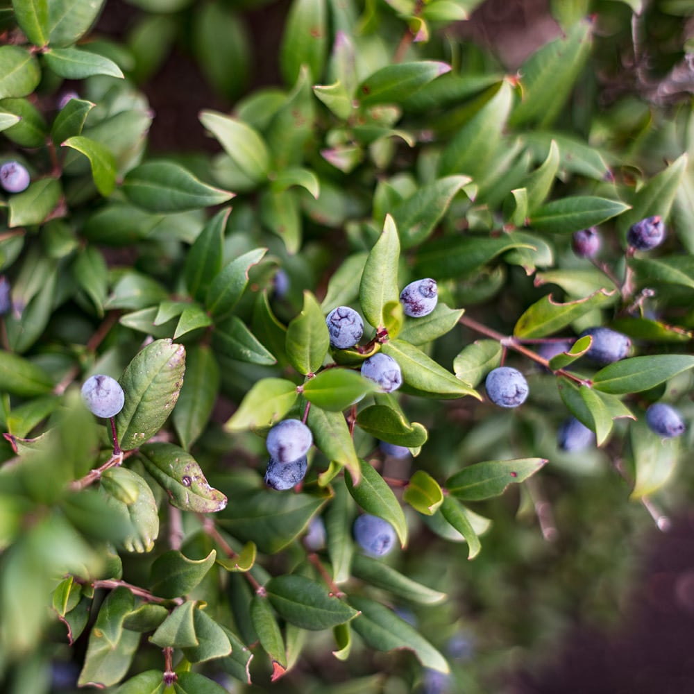 YouGarden Myrtus communis, Common Myrtle Evergreen Shrub, 1 x 18cm Pot, Fragrant Leaves, White Flowers Hardy Plant