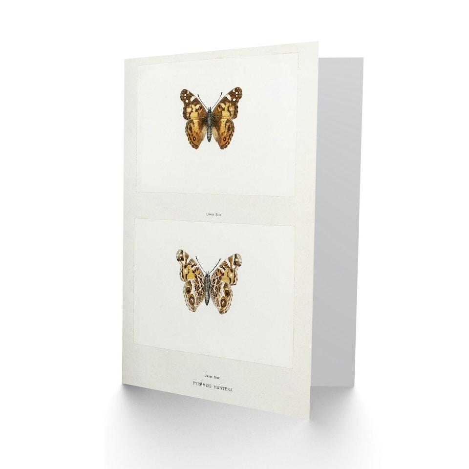 image 1 of Sherman Denton Art Card Brazilian Lady Vintage Butterfly Illustration