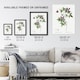 image 3 of Alpine Clematis Flower Redoute Vintage Huge Wall Art Print 18X24 In
