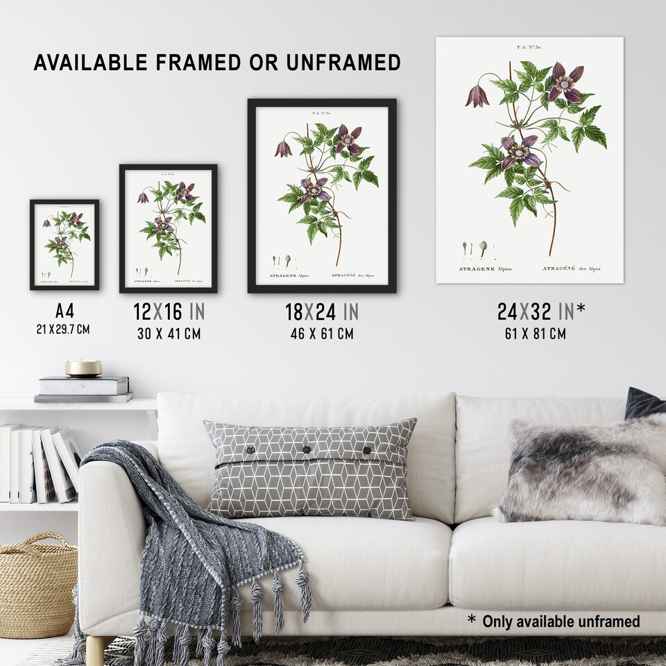 image 1 of Alpine Clematis Flower Redoute Vintage Huge Wall Art Print 18X24 In