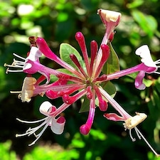 Carbeth Plants 1 x Lonicera Red World Honeysuckle in 9cm Pot - Scented  Climbing Plant - Tesco Groceries