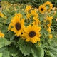 image 1 of Marshalls Garden Sunflower Seeds Microsun Orange Sun 20 seeds