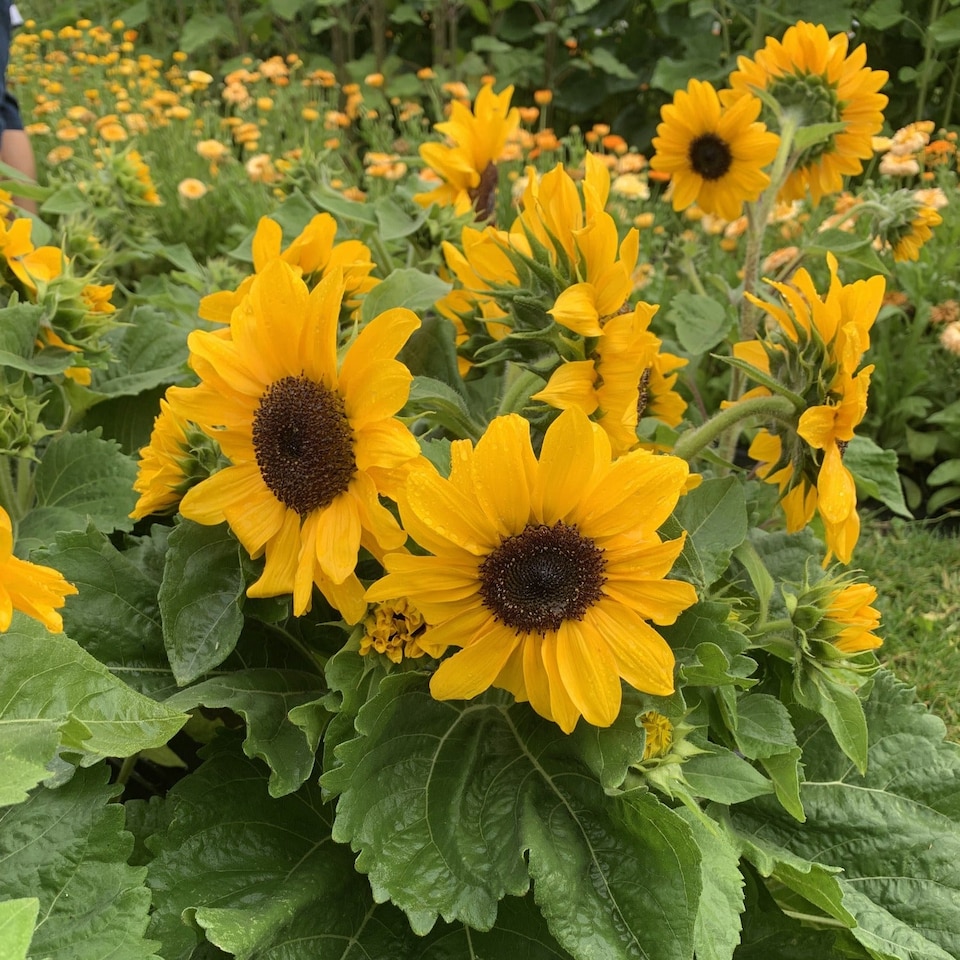 image 1 of Marshalls Garden Sunflower Seeds Microsun Orange Sun 20 seeds