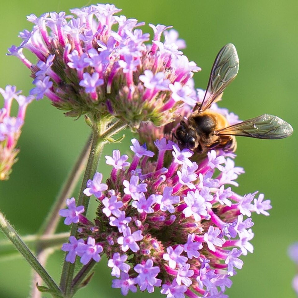 image 1 of Stunning Verbena Bonariensis 48 x Garden Ready Plants - Tall Lavender Flower Heads