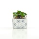 image 4 of Fiori Set of 3 Succulents in Henna Ceramic Pots