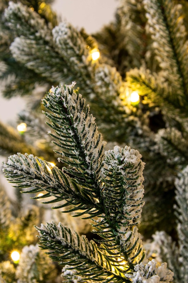 image 1 of Christmas Tree World  6ft/180cm Arbor Vitae Fir Half Christmas Tree