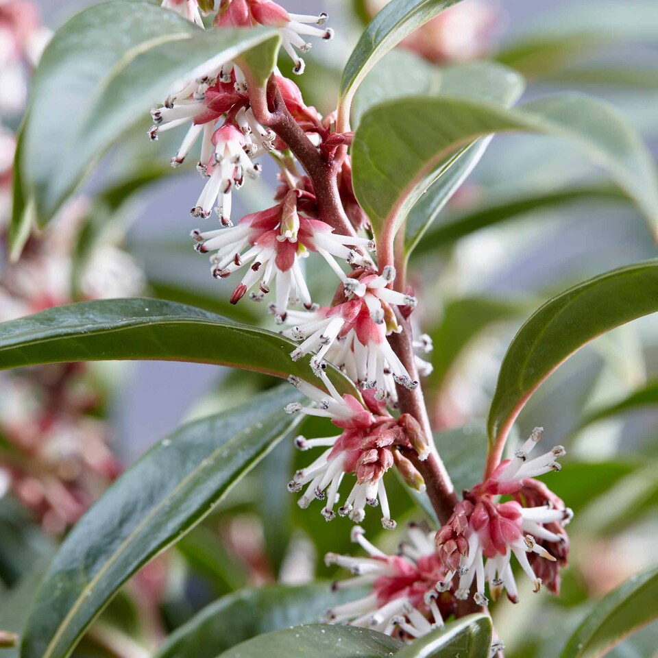 image 1 of Marshalls Garden Sarcococca hookeriana 'Winter Gem' - Hardy Winter-Flowering Shrub 9cm