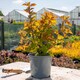 image 5 of Marshalls Garden Physocarpus 'Magic Ball' 3L - Compact colour-changing shrub | Green | Orange | 3L Plants