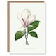 image 1 of Pierre-Joseph Redouté Art Card Saucer Magnolia Flower