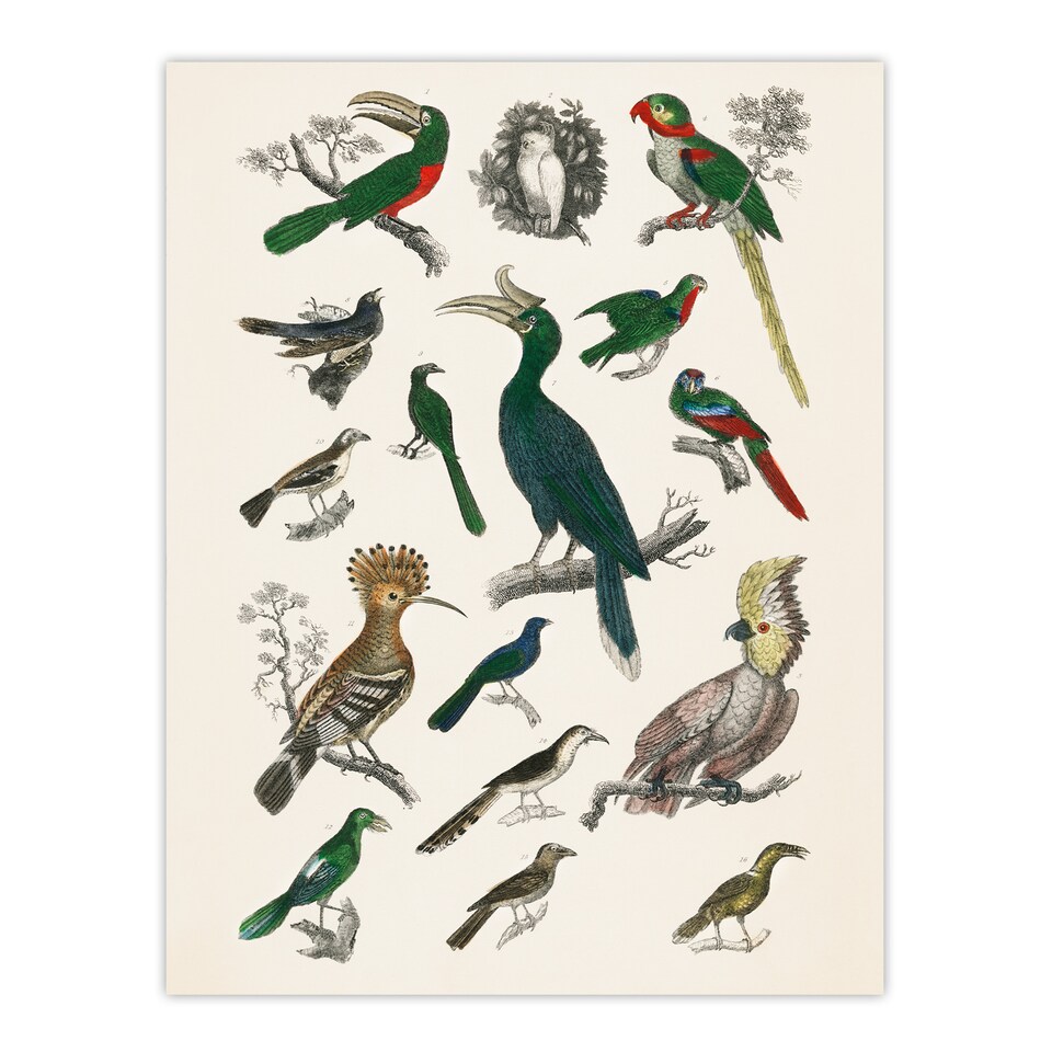 image 1 of Oliver Goldsmith Framed Wall Art Various Birds Vintage Illustration Home Décor