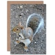 image 1 of Cute Squirrel Animal Photograph Birthday Card