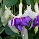 image 2 of Marshalls Garden Fuchsia 'Southern Belles Deep Purple' 12 plug plants