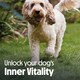 image 9 of Tails.com Inner Vitality Wet Dog Food Alu Tray Mature Chicken 11 x 150g