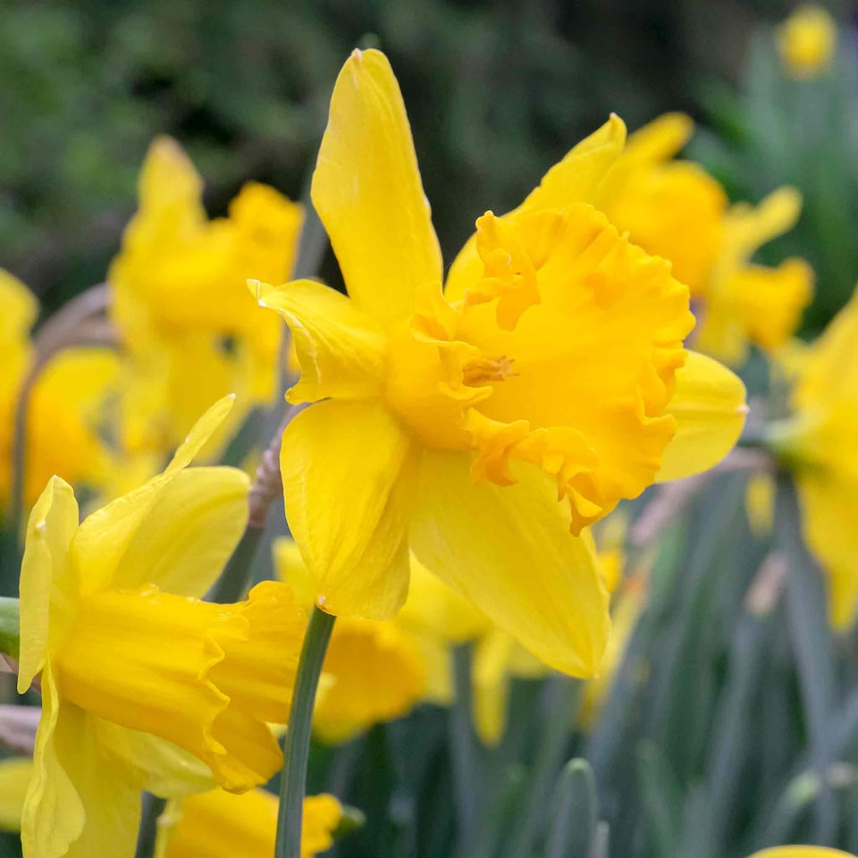 image 1 of Marshalls Garden Daffodil Bulbs Mix Yellow Shades 100 bulbs