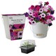 image 1 of Pronto Seed Petunia Grow Your Own Kit with Decorative Bucket Planter - Colourama Mix | Multi | Petunia Bucket | 1