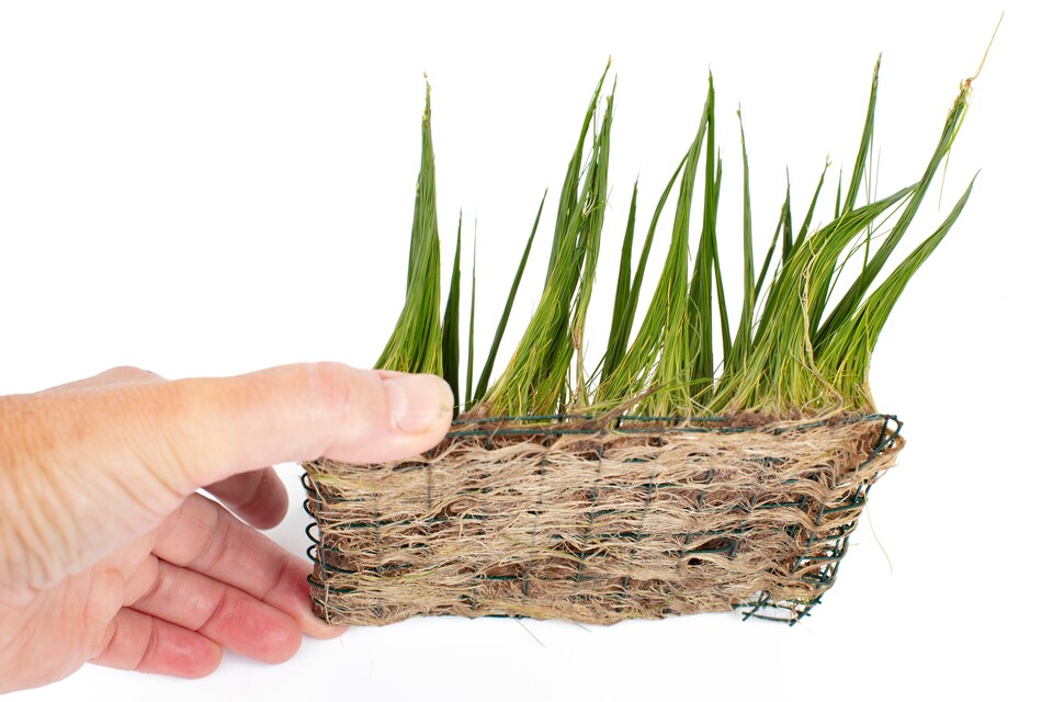 image 1 of Dwarf Hairgrass (Eleocharis parvulus) - Live Aquarium Plant for Foreground & Carpeting, No CO2 Needed - Fish Tank Plant