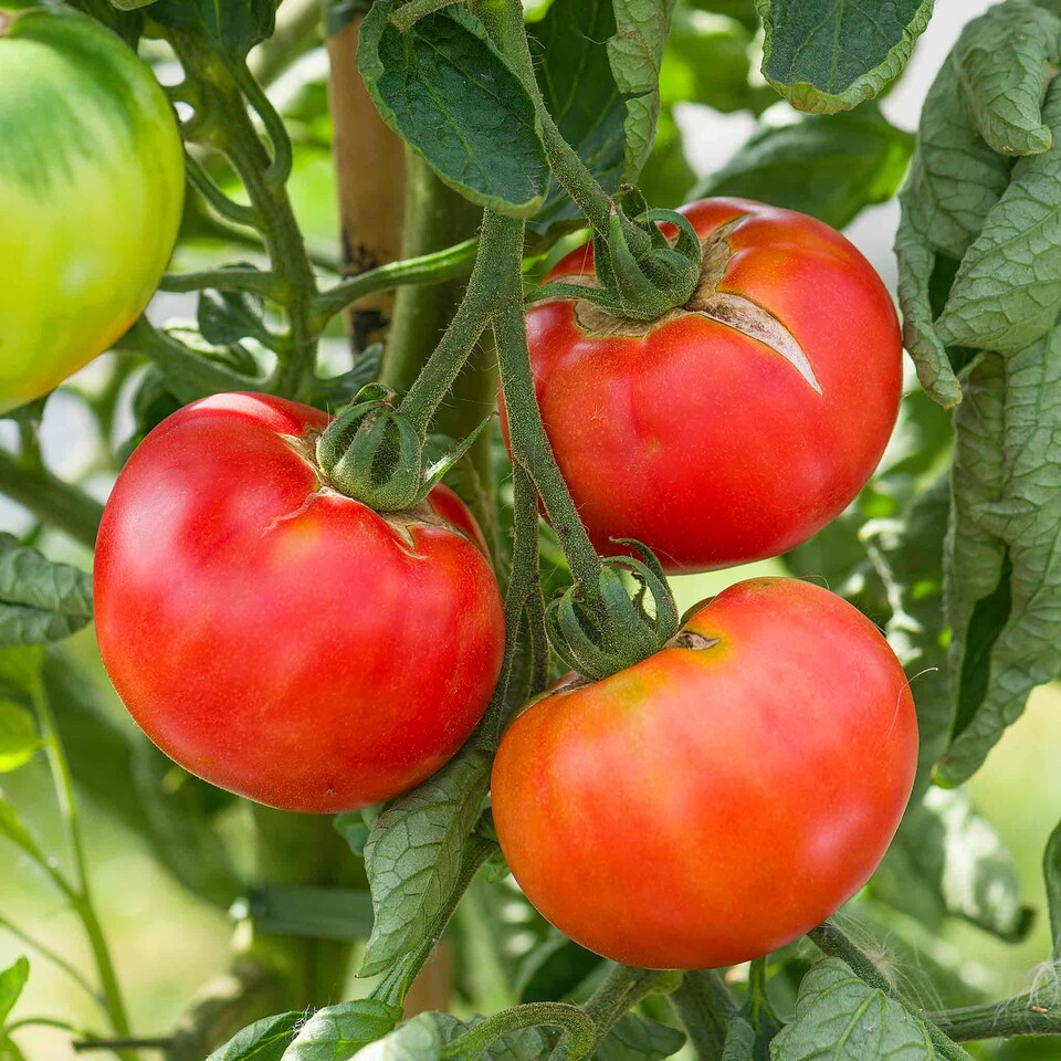 image 1 of Marshalls Garden Tomato Seeds 'Rose Crush' 10 Seeds