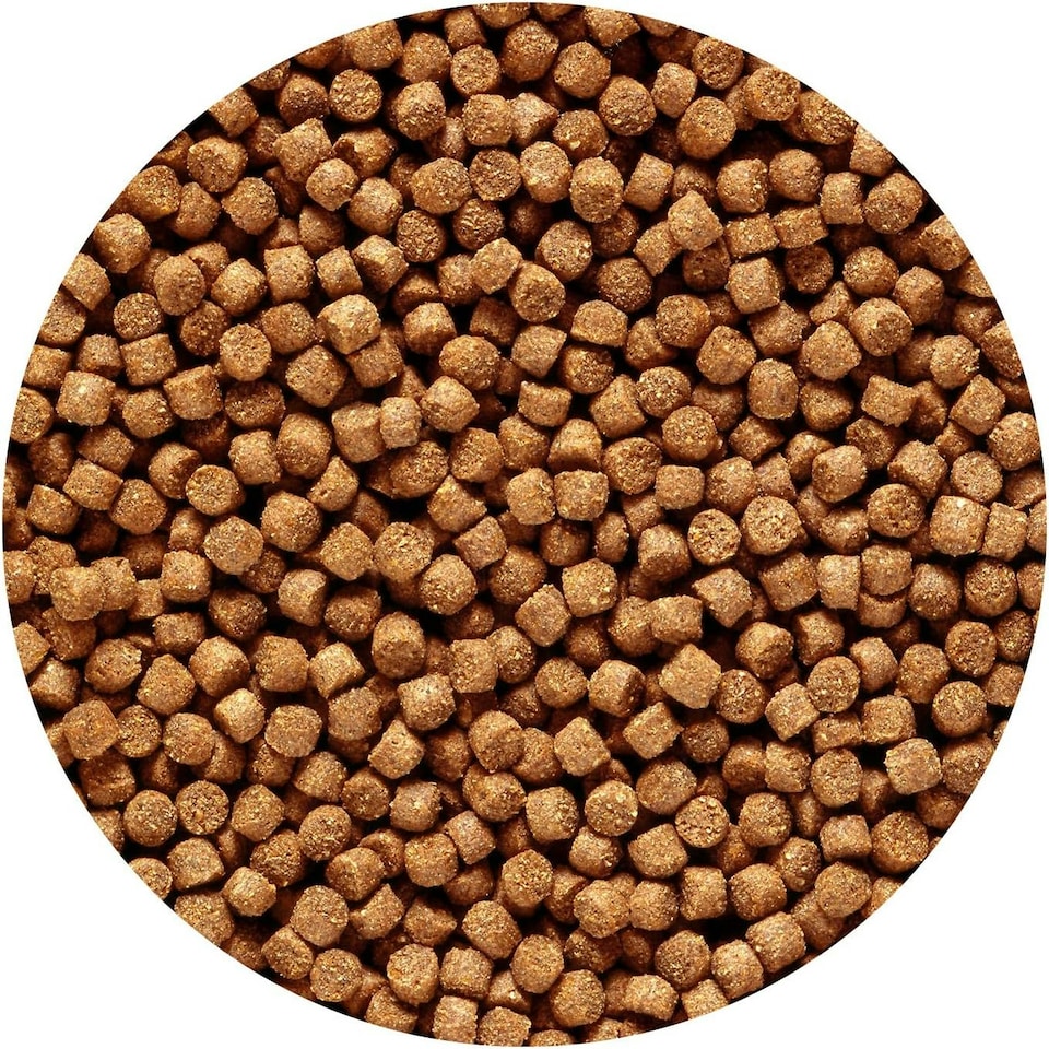 image 1 of Hikari 3.5-Ounce Sinking Cichlid Gold Pellets for Pets, Mini