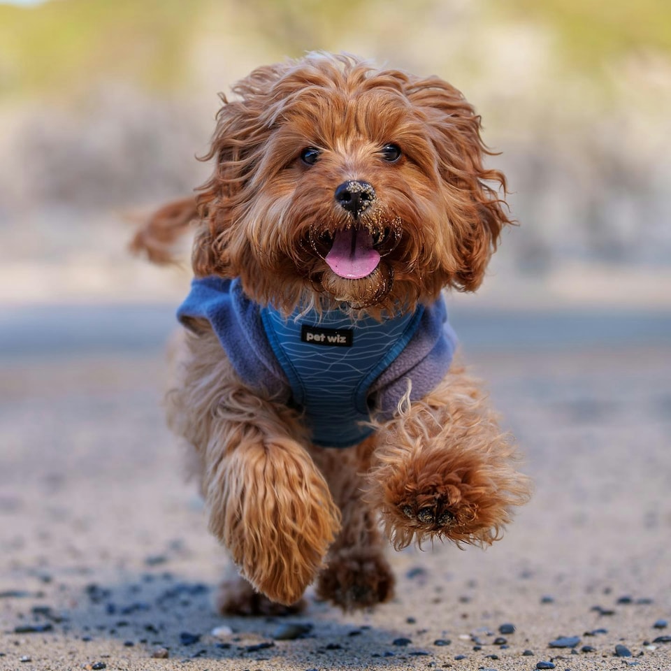 image 1 of Pawfect Waves - Harness - Medium