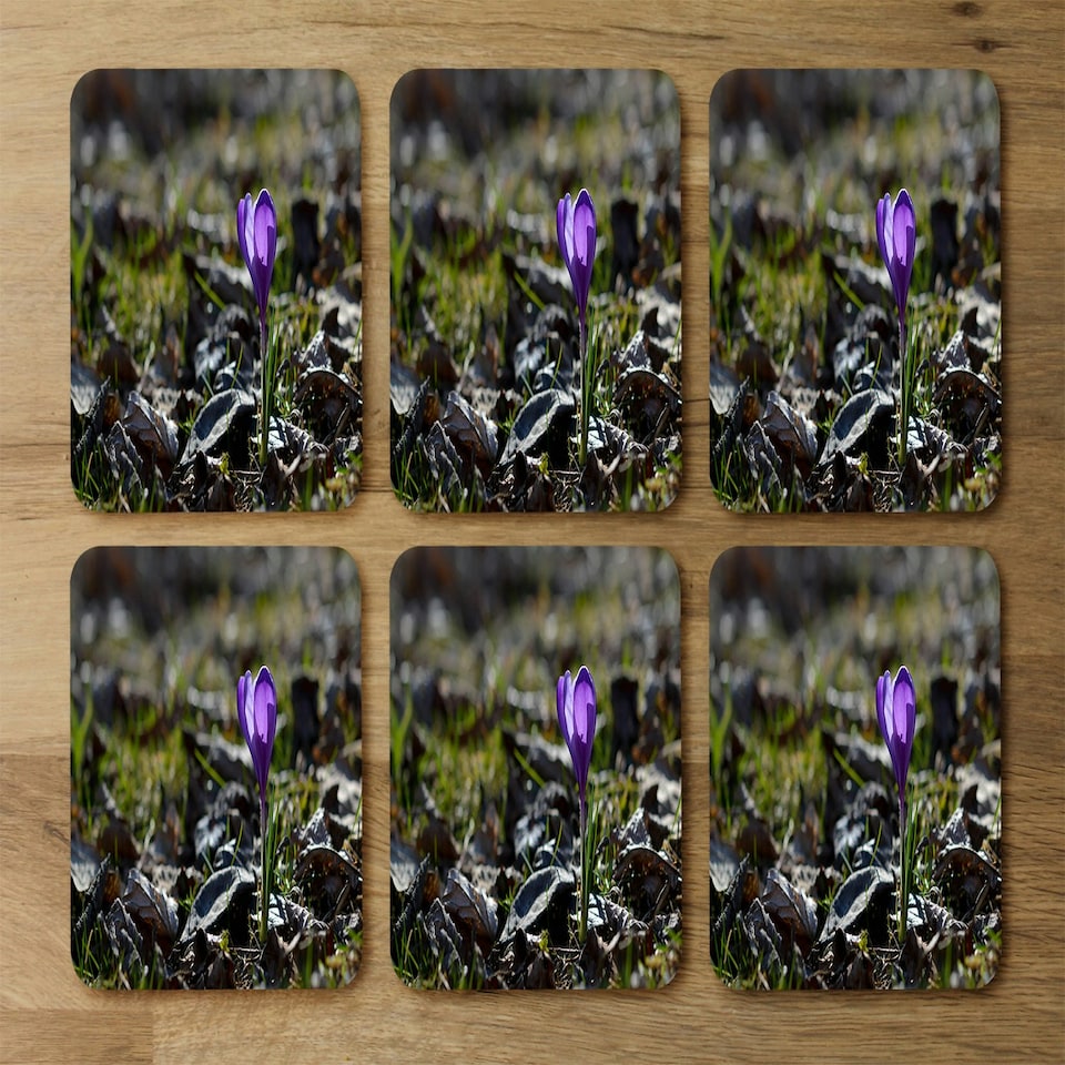 image 1 of Purple crocus flowers, Colchicum, in a green grass meadow. Close up spring or autumn flower bloom in nature (Coaster)