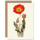 image 1 of Flora Conspicua Clark Scarlet Poppy Flower Art Blank Card